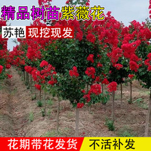 �t����ޱ����ͥԺ���ԾGֲ����@�־��^�����Ϙ�С��ֲ��༾����