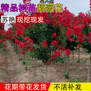 �t����ޱ����ͥԺ���ԾGֲ����@�־��^�����Ϙ�С��ֲ��༾����