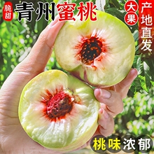 云南大理脆甜冬桃冬雪蜜桃新鲜水果当季5斤整箱离核毛桃非水蜜桃