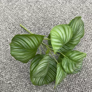 仿真手感大绿植9头观音莲苹果叶红掌叶热带雨林景观园林绿植批发