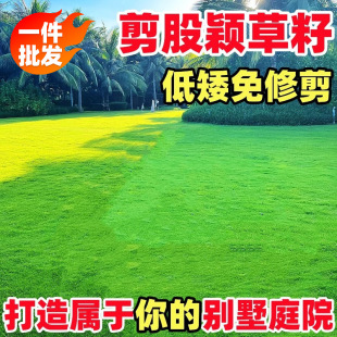 Cut-Off Yingcao Seeds, Pruning-Free Dwarf Lawn Seeds, Four-Season Evergreen Turf Seeds, Golf Course Turf Seeds
