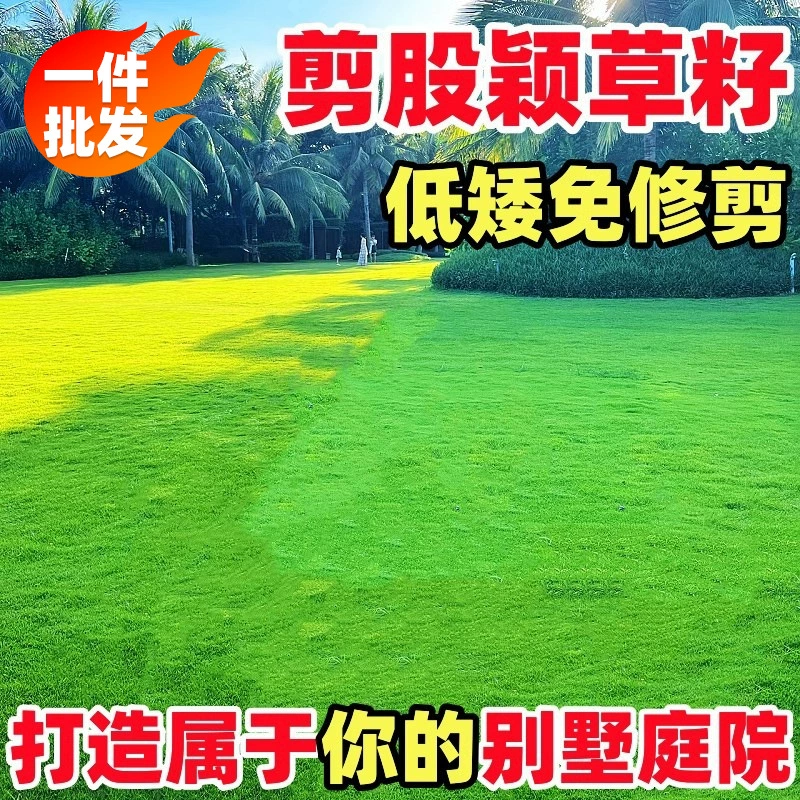 Семена тонколистной травы, семена низкорослого газонного дерева без обрезки, семена вечнозеленого ползучего газонного покрытия для гольф-полей на все времена года