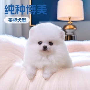 ���Ʋ������pȮ����Ȯ�����b�����豭Ȯ����Ͱ�HȮ������w����