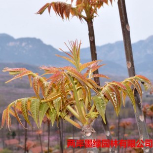 �������l �t���㴻�� �����㴻�� ¶���㴻�� ���Ե����㴻��