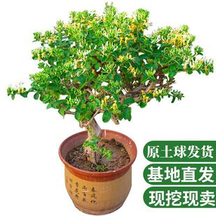 ���y������ʳ�Ø����ļ��������S�������Ϙ�����ֲ���̨ͥԺ�Gֲ