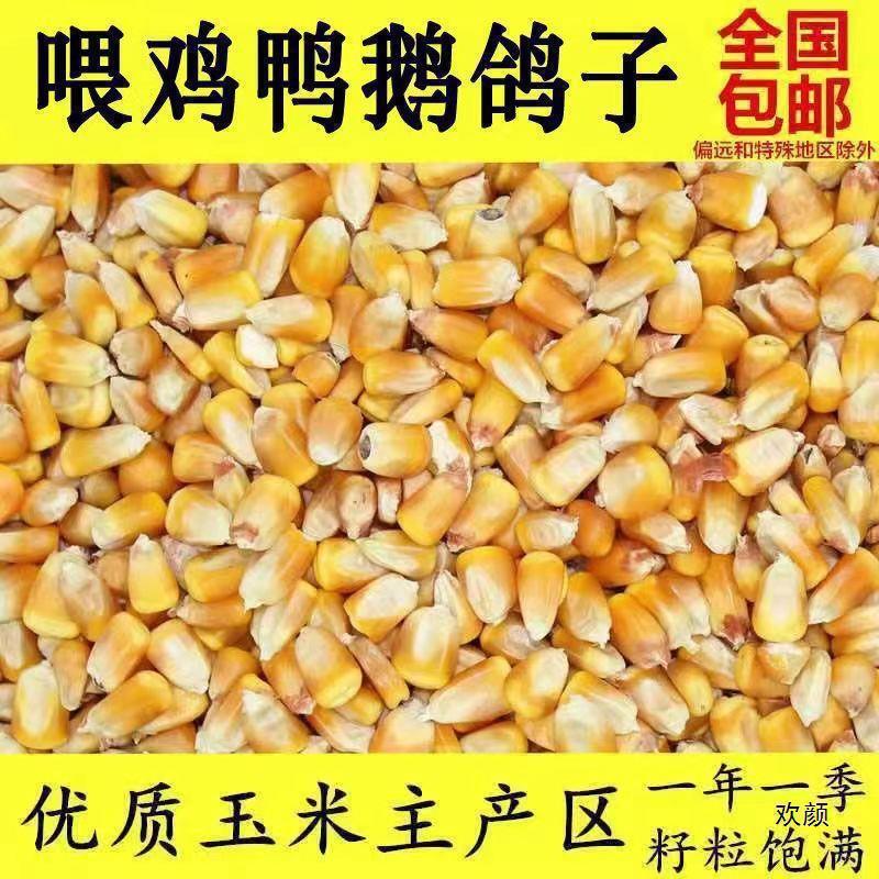 Wholesale Dried Corn 50kg for Breeding, Bulk Corn Kernels for Feeding Chickens, Ducks, Geese, Pigs, Pigeons, Fishing, and Building Nests with Free Shipping