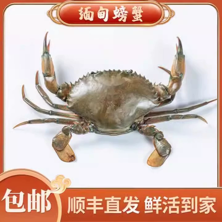 Крабовая паста Краб мьянманский Краб оптом зеленый краб свежие морепродукты свежие оптом 130 г/2,5 2-3 taels