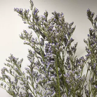 【情人草干花】森系自然干花真花家居装饰花束配草云南厂家批发