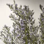云南自然家居森系真花