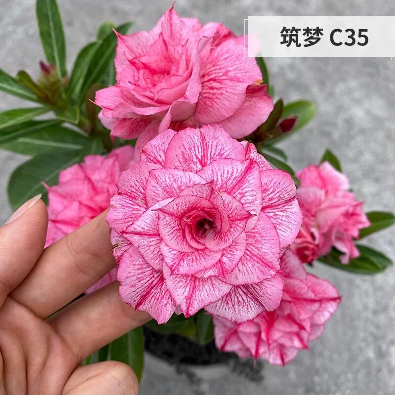 # 8 드림빌딩-사막(3년생 모종)은 그해에 개화한다