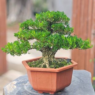 �S������С�~�辰ͥԺ�ļ����ఙƤ�̨�Ϙ��҃�ֲ���~�S������