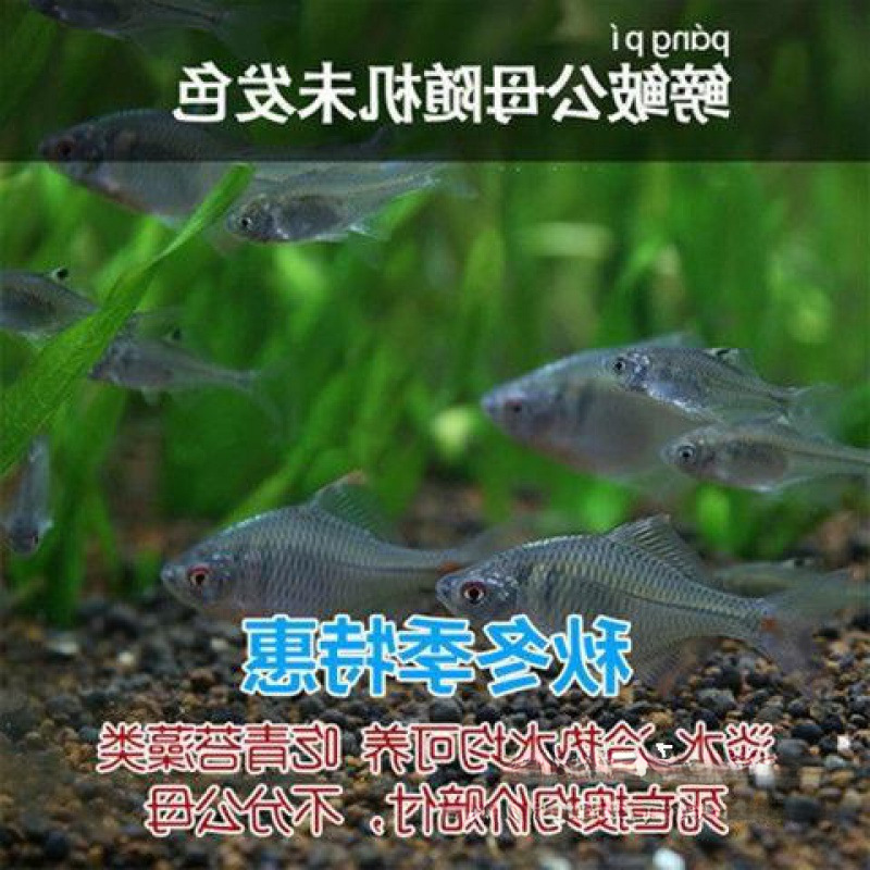 フナ、観賞魚、冷水魚、ネイティブ魚、カラフルなフナ、ハイボディフナ、小型淡水魚、飼いやすい|undefined