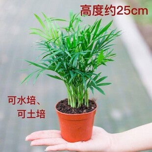 ��Ʒ���]����Ҭ�ӾGֲ���Կ͏d�[������ˮ�����ļ���������ȩ