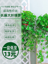 大盆绿萝长藤款绿萝盆栽室内新房吸甲醛垂吊植物爬墙绿植长藤吊兰