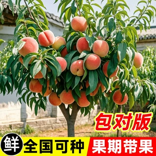 桃树苗水蜜桃苗正宗奉化无锡阳山水蜜桃苗树桃树嫁接地栽当年结果