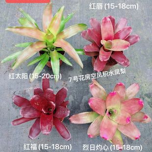 �՚��P��eˮ�Gֲ����ˮ��҃����B�o���쾰���˲�ɫֲ�����滨��