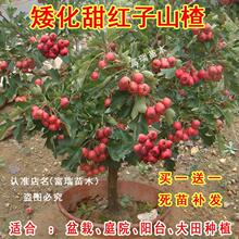 �޽�ɽ�����������ɽ高����Ϸ������NֲͥԺ���Ե��Ԯ���Y��