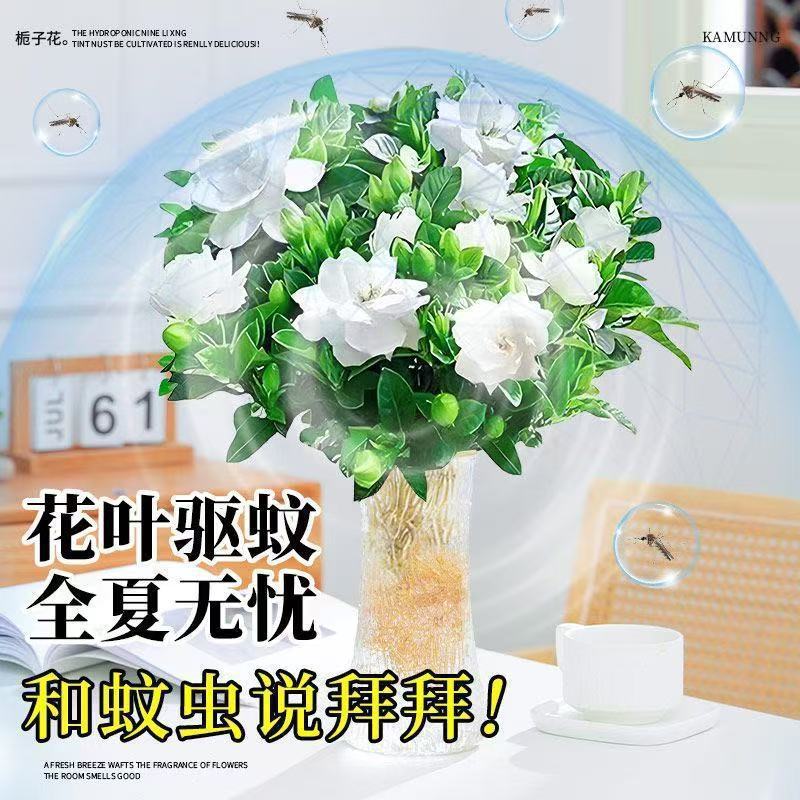 水耕栽培クチナシ鉢植え屋内四季育てやすいデスクトップ開花緑植物花ワンピース卸売 AliExpress|undefined
