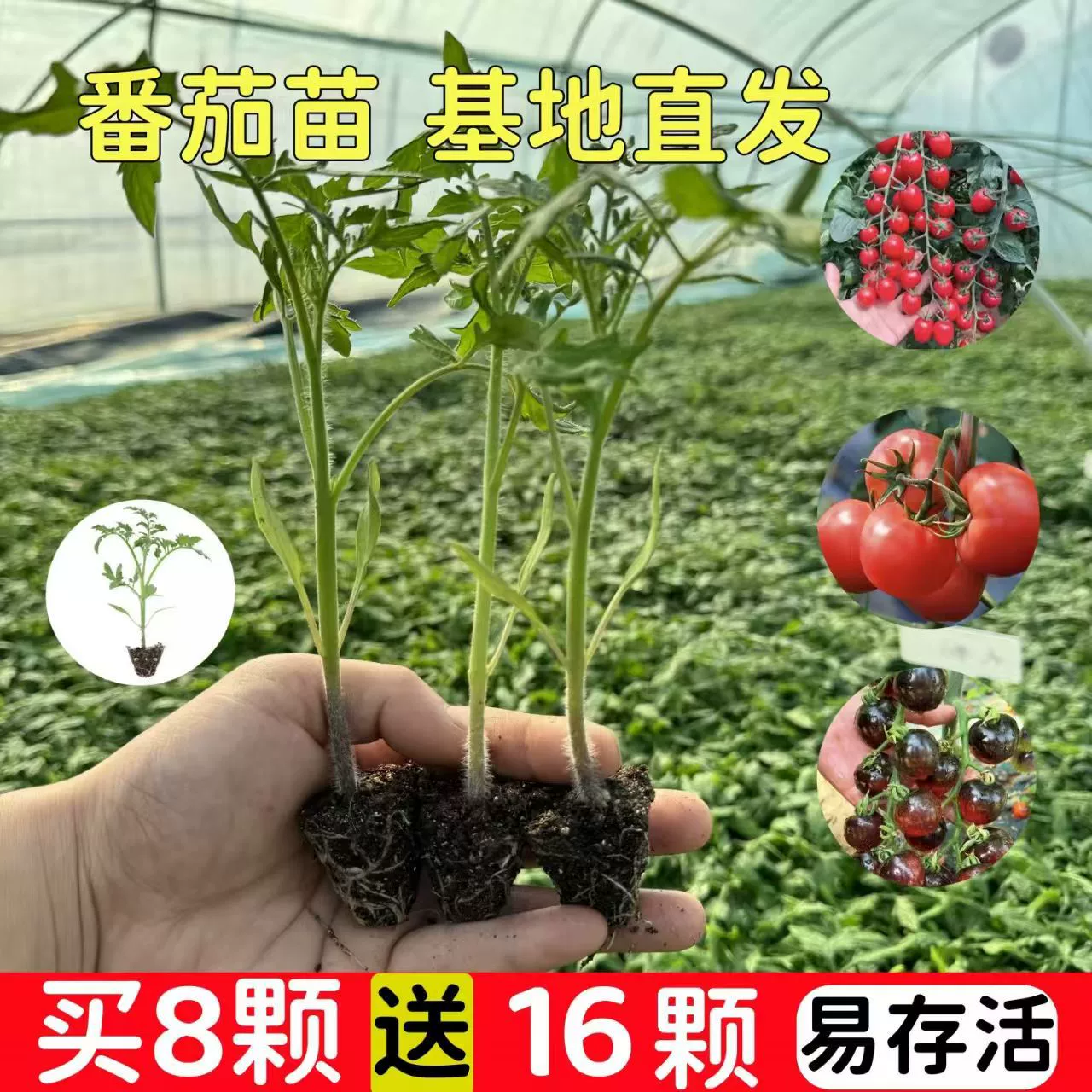 Семена рассады томатов