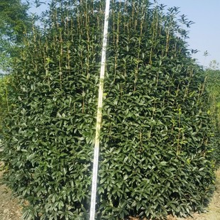 �ؑc�F���Ĵ������𻨸߶�300�����𻨸߶�350�����𻨸߶�400��