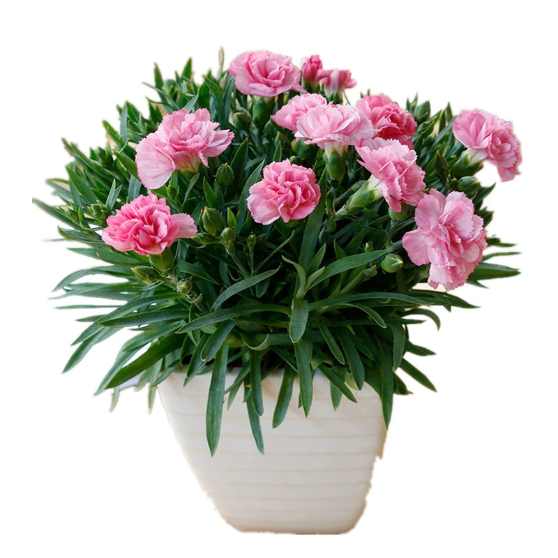 Гвоздика семена двойной легко выращивать цветы балкон крытый и открытый горшечные растения Four Seasons посадка растений цветы семена