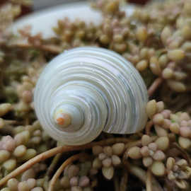 荧光蝾螺天然海螺贝壳 鱼缸装饰地中海工艺摆件海洋寄居蟹替换壳