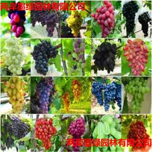 ���ѷN���ļ����̨���Ծ޷�õ�������ӟo������ˮ���N�ј���