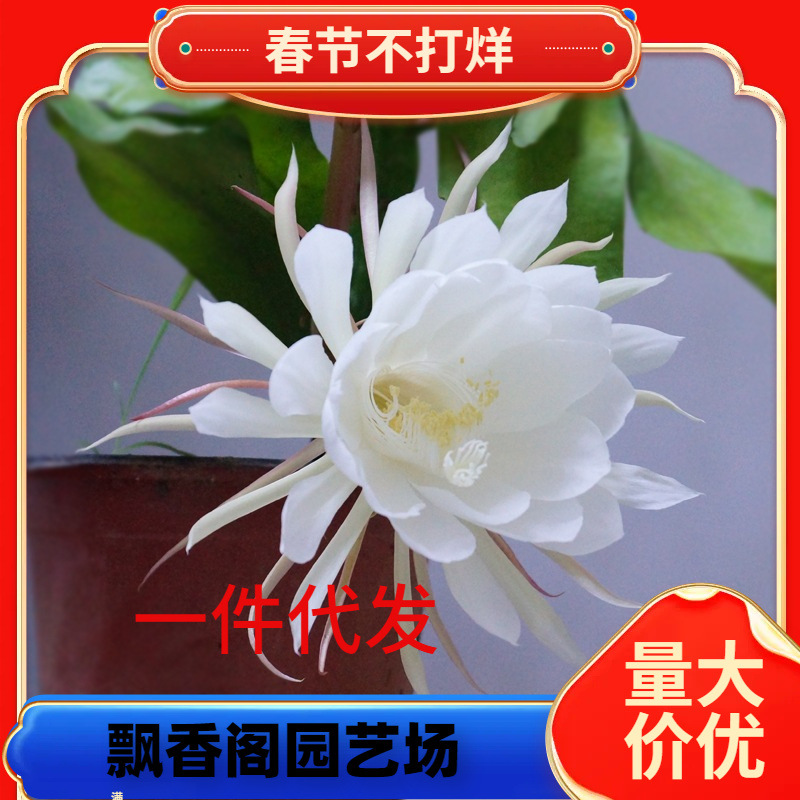 Livraison en une seule pièce avec racine epiphyllum pot de fleurs grand plant balcon intérieur fleur Quatre saisons facile à vivre fleur ornementale parfumée vert