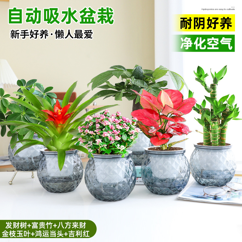 [6 화분 행운 조합] 돈나무 + 행운의 대나무 + 사방에서 오는 부 + 금가지와 옥잎 + 행운 + 상서로운 빨간색