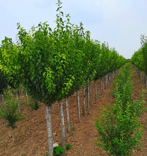 һ�����l�t÷������G÷�t÷����tͥԺ���ܴ�������ֲ�����D÷��