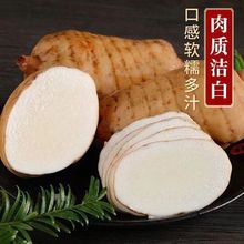 跑江湖地摊货源批发云南昭通天麻现挖新鲜天麻煲汤炖鸡鲜天麻批发