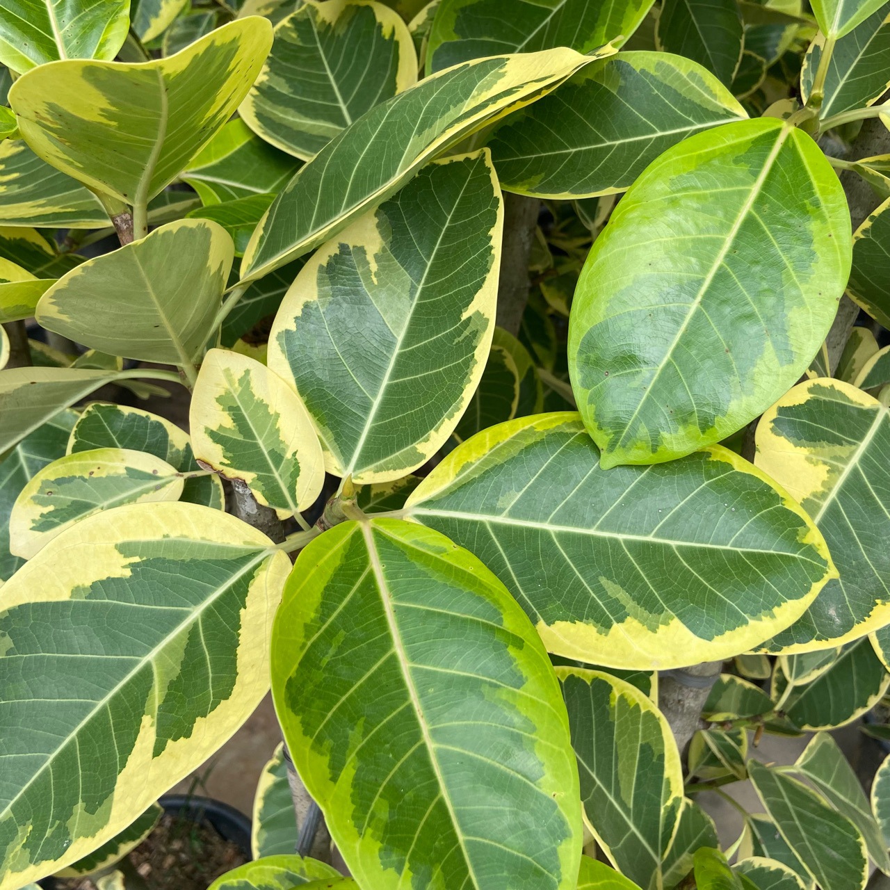 花叶黄金榕橡皮树盆栽客厅观叶植物办公室摆放型绿植好养耐活-阿里巴巴