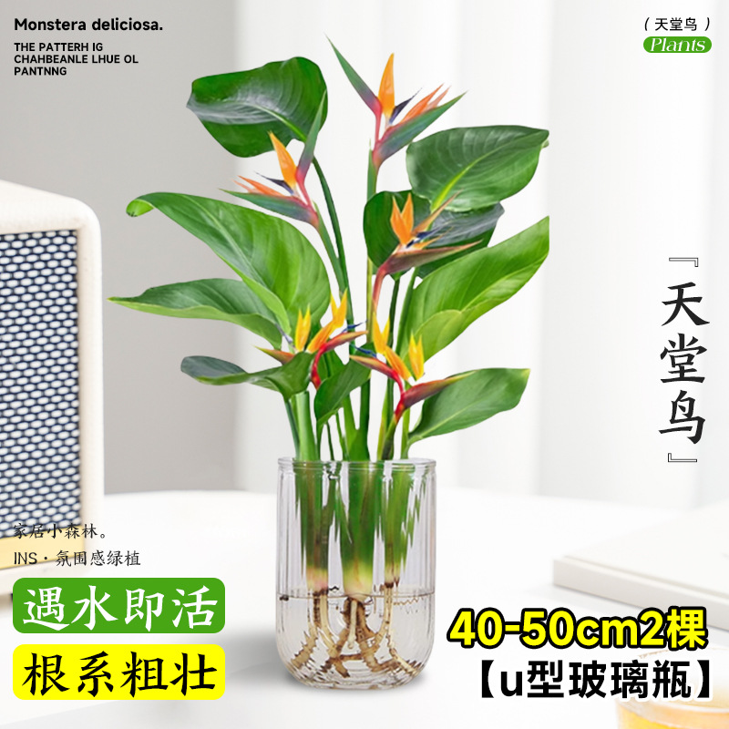 plantas de hidroponía de bambú de tortuga en el interior en cuatro estaciones buenas plantas verdes pequeñas en sala de estar hojas grandes plantas de maceta de pila vieja eliminación de formaldehído