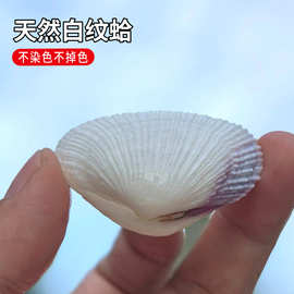 天然成对白纹蛤情侣贝摆件朋友礼物地中海风格装饰品鱼缸布景婚庆