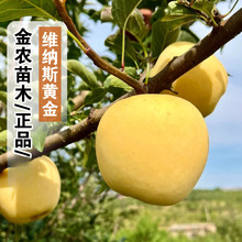 ɽ�|��̨�S�{˹�S���O���簫������ͥԺ�Nֲ�޽����͸�ʿ�O������