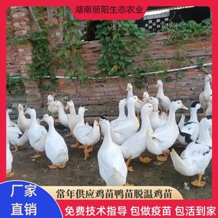 ���ۻ�߅����С�S���г��������н��ϵ�����ˮ����ڷ����r����B