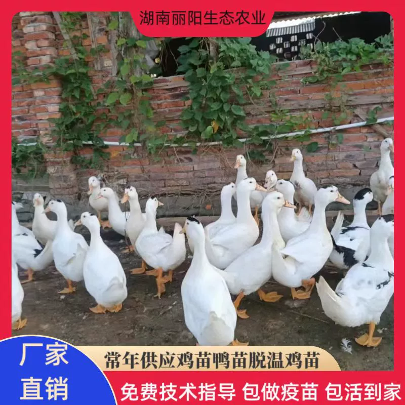 Продаются: кружевные утенки, маленькие желтые утенки, цыплята, и яичные утенки Цзяннань, водные утенки, черные бройлерные утки, домашнего разведения.