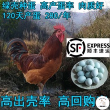 顺丰 土鸡蛋高产麻羽绿壳蛋鸡黄羽绿皮鸡蛋可孵化受精蛋的种蛋