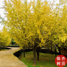 yӘ׹ͥԺ@־Gľе~yСϷNֲ