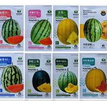 早春红玉西瓜种子早熟超甜礼品黄瓤小西瓜种籽露天大棚水果种子