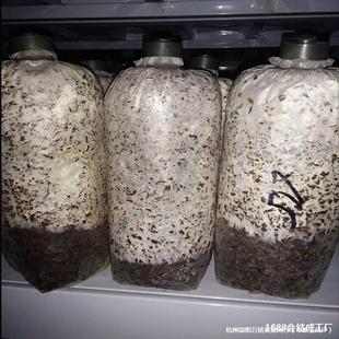 Three-Strain Mushroom Seedling Bags for Cultivating Edible Fungi, Including Shiitake Mushrooms, Ganoderma Lucidum, and Pleurotus Eryngii Seedling Bags
