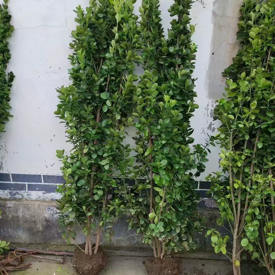 Базовая оптовая продажа саженцев тополя Хоккайдо собственного производства с полными разновидностями зеленых саженцев живописного ландшафтного дизайна