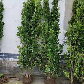 批发绿化植物 北海道黄杨 北海道黄杨小花 北海道黄杨大花20cm-3m