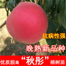 秋彤红不软桃树嫁接苗桃树苗晚熟黄桃苗冬桃树苗黄桃树苗蟠桃黄桃