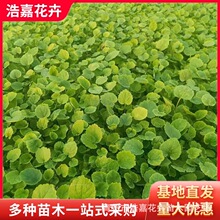 早春蓝紫花二月兰苗林下地被公园景观庭院绿化工程用耐寒耐贫瘠