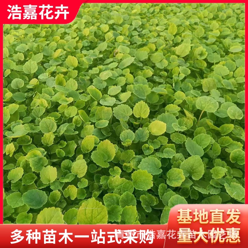 早春蓝紫花二月兰苗林下地被公园景观庭院绿化工程用耐寒耐贫瘠