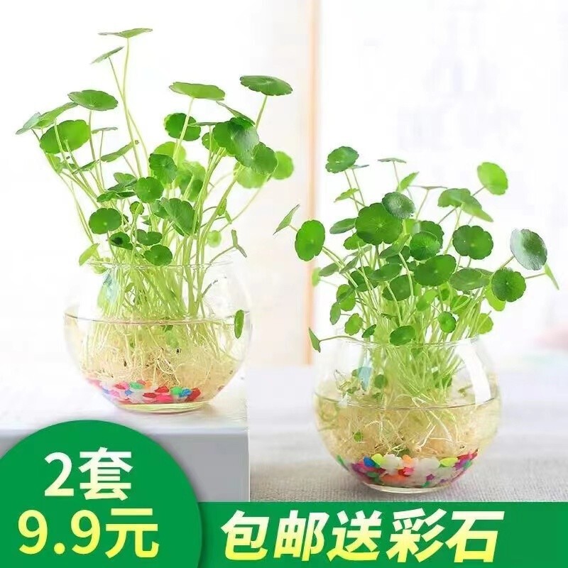 Money Grass Four-Season Hydroponic Plant Office Desktop Potted Money Grass Flower Indoor Water Culture