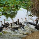 整只大雁鹅农家散养现杀冷冻净重大雁肉送礼非鹅鸭雪雁