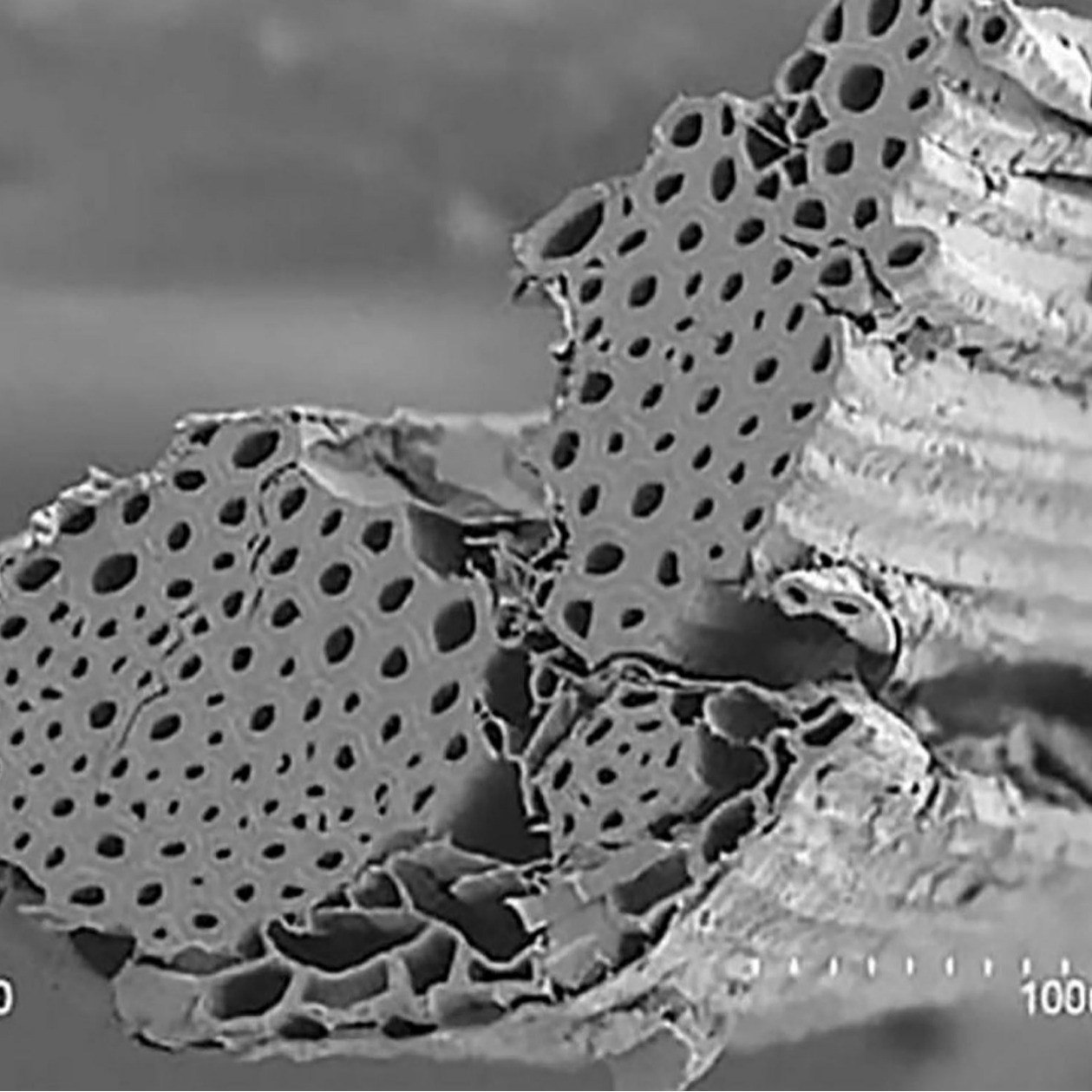 針葉纸素纸纱抗菌消臭功能天然纸原料纱线进口优选材料袜子面料