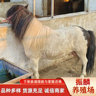 训化温顺骑乘矮马德保矮马 迷你儿童骑乘马 蒙古马